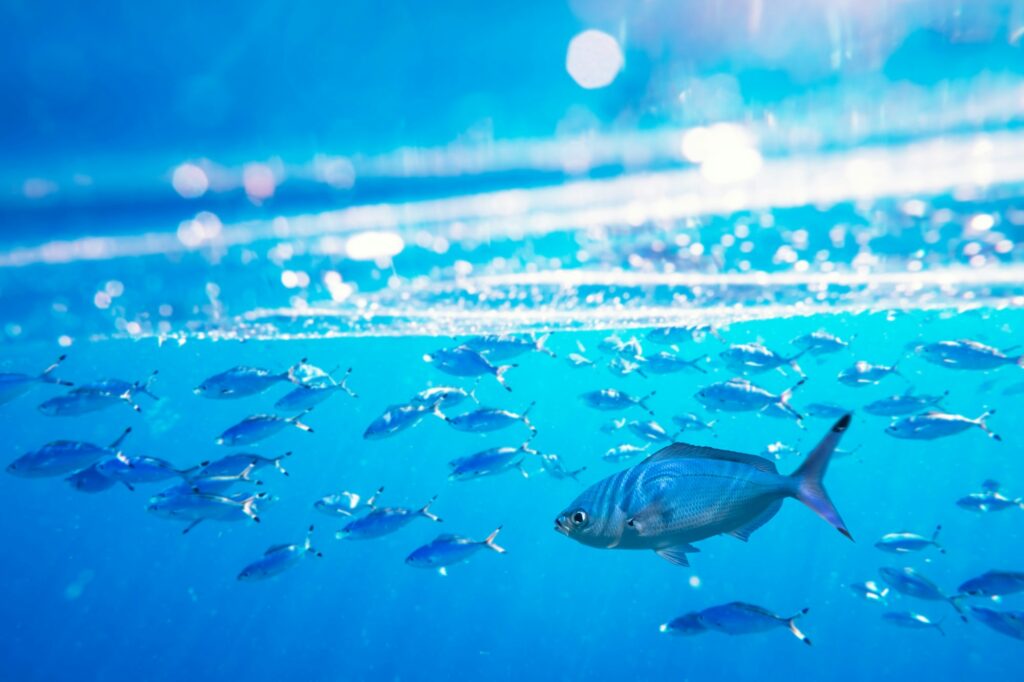 School of swimming and feeding Caesio suevica fish